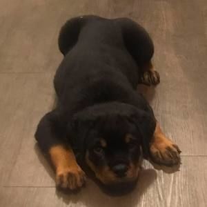 Meet your Posher, Temika